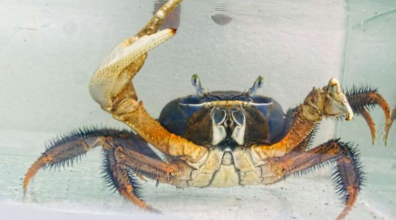 Rainbow Crab (CARDISOMA ARMATUM)