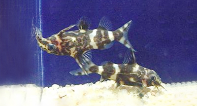 SYNODONTIS NIGRIVENTRIS (True Congo Upside Down Catfish)