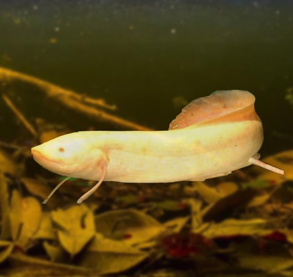 Albino-Lung-Fish